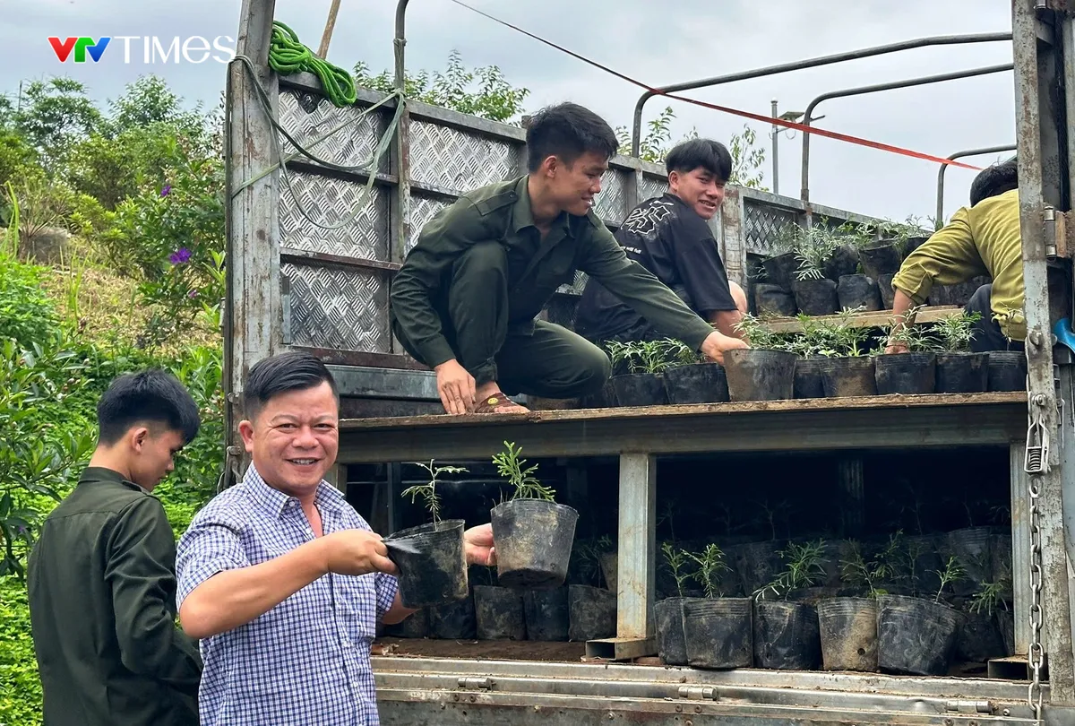 Hồi sinh B&aacute;ch xanh n&uacute;i đ&aacute; ở Lai Ch&acirc;u - Ảnh 6.
