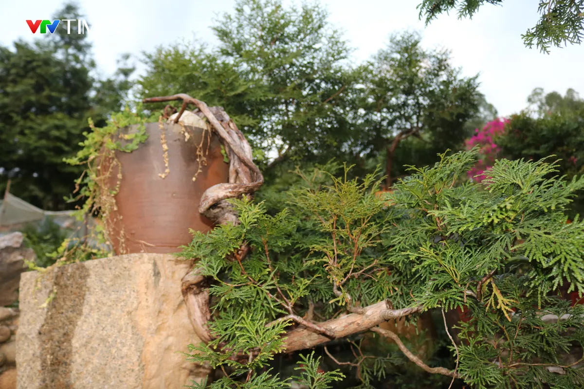 Hồi sinh B&aacute;ch xanh n&uacute;i đ&aacute; ở Lai Ch&acirc;u - Ảnh 11.