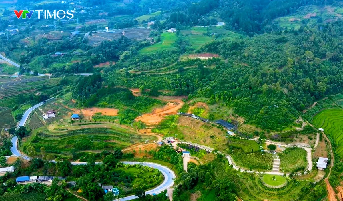 Hồi sinh B&aacute;ch xanh n&uacute;i đ&aacute; ở Lai Ch&acirc;u - Ảnh 2.