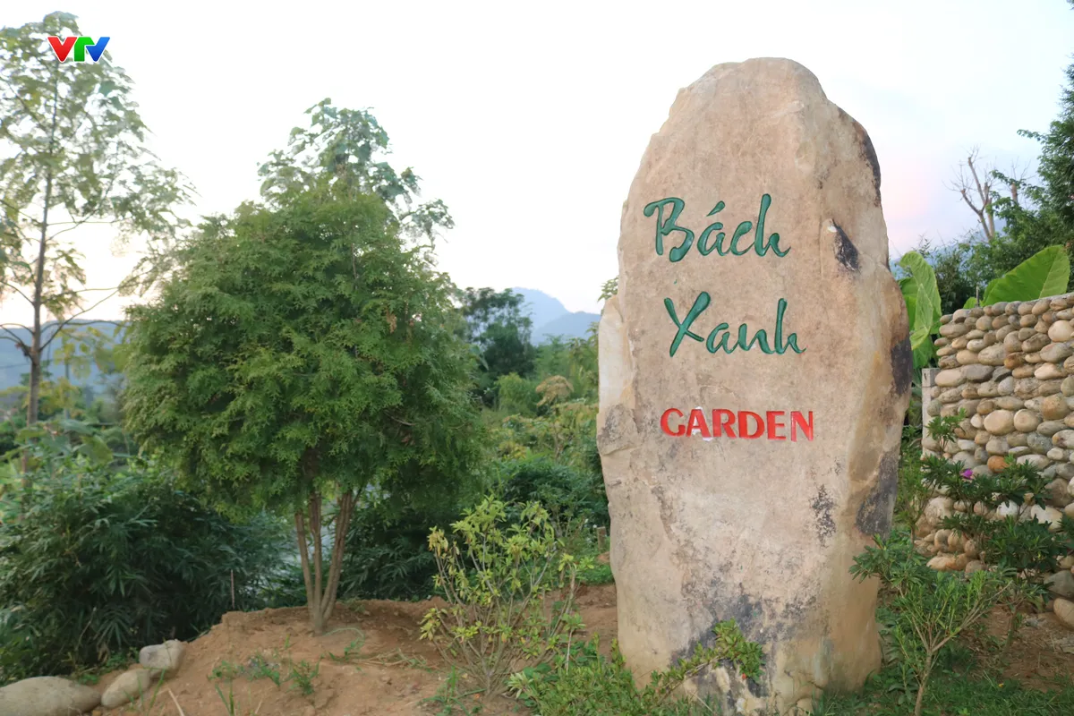 Hồi sinh B&aacute;ch xanh n&uacute;i đ&aacute; ở Lai Ch&acirc;u - Ảnh 7.