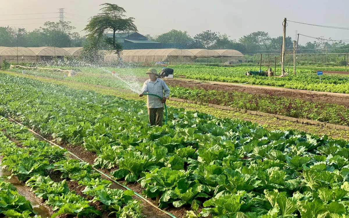 Hà Nội đang từng bước đẩy mạnh chuyển đổi số nông nghiệp, hướng tới nâng cao giá trị nông sản, bảo đảm an toàn thực phẩm và phát triển bền vững. Ảnh: HT