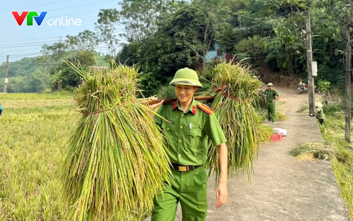 Công an xã Phúc Khánh giúp dân gặt lúa.