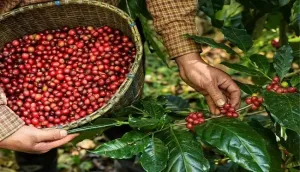 Giá cà phê trải qua tuần tăng “sốc”