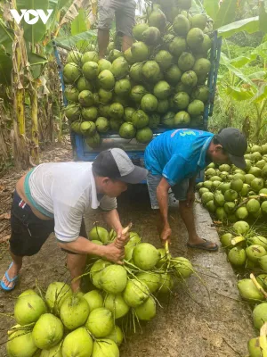 Dừa sốt giá, doanh nghiệp tại Tiền Giang, Bến Tre thiếu hàng