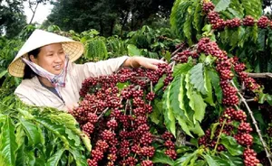Cơ hội cho cà phê Việt Nam