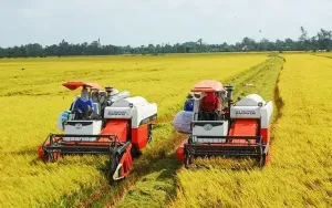 Việt Nam đối mặt với giá gạo giảm sâu