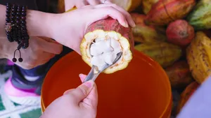Giá ca cao tăng trở lại