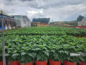 Nhà vườn tất bật chuẩn bị hoa Tết, kỳ vọng lợi nhuận cao