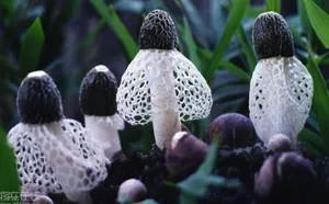 Loại "nấm tiên" giàu dinh dưỡng, giá trị cao lên đến hàng triệu đồng mỗi cân