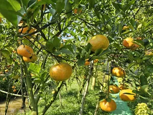 "Vương quốc" quýt hồng Đồng Tháp vào vụ