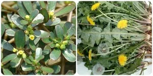 Bốn loại rau lành mạnh ít thuốc sâu, vừa bổ dưỡng vừa an toàn