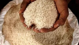 Giá gạo Ấn Độ chạm "đáy" 18 tháng