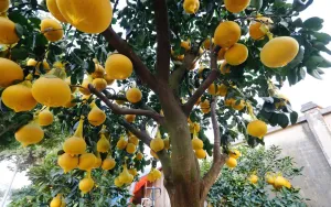 Bưởi cảnh hút khách dịp Tết Nguyên đán