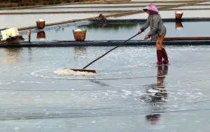 Giá muối tăng mạnh, diêm dân vui mừng nhận "lộc" đầu năm
