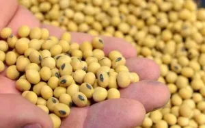 EU dự định siết chặt quy định nhập khẩu thực phẩm