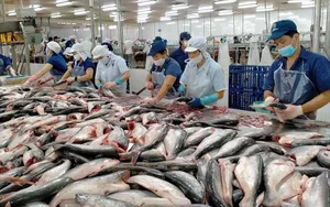 Đa dạng hóa sản phẩm cá tra xuất khẩu
