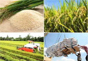 Gạo Việt Nam thu hút sự quan tâm của người tiêu dùng Nhật Bản
