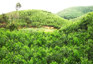Huyện Đồng Xuân, Phú Yên: Quyết tâm bảo vệ "lá phổi xanh" quý giá