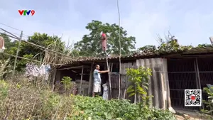 Khỉ liên tục cắn phá hoa màu