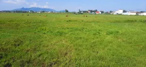 Dự án khu dân cư 110.000 m² ở Bình Thuận “tắc” 7 năm vì tranh cãi thu hồi đất