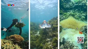 Trải nghiệm chèo sup, lặn biển tại bãi cạn