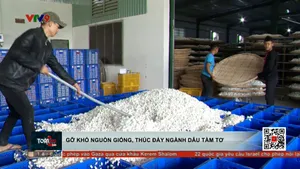 Gỡ khó nguồn giống, thúc đẩy ngành dâu tằm tơ