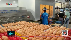 Đảm bảo nguồn cung, chất lượng trứng gia cầm