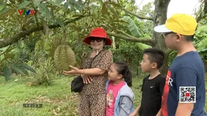 Nhà vườn bước vào mùa du lịch