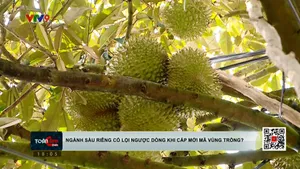 Ngành sầu riêng có lội ngược dòng khi được cấp mã vùng trồng mới
