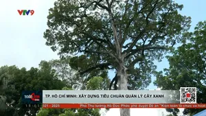 Quản lý an toàn cây xanh tại TP. Hồ Chí Minh
