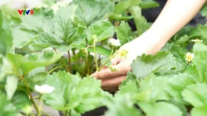 Trồng cây online với dự án "Dâu tây vì sức khỏe"
