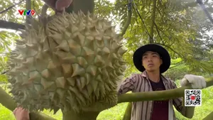 Cách nào để nông dân kiểm soát cadimi trong sầu riêng?