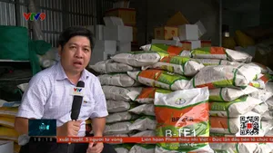 Nông dân điêu đứng vì lúa giống dỏm