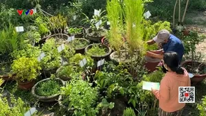 Vườn thuốc nam của những người phụ nữ