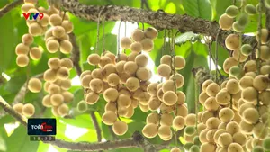Ngọt lịm mùa dâu Hạ Châu