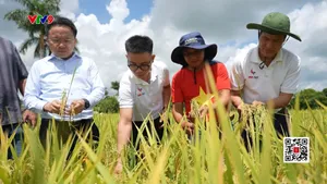 Doanh nghiệp Việt Nam bàn giao lô gạo đầu tiên từ dự án trồng lúa tại Cuba