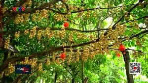 Khám phá vườn dâu lớn nhất miền Tây