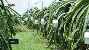 Báo động nạn trộm bóng đèn chong thanh long