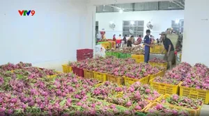 Xuất khẩu ách tắc, thanh long Globalgap tồn đọng