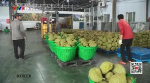 Sầu riêng liệu có trở lại đường đua xuất khẩu tỷ đô