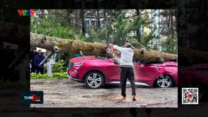 Thấp thỏm nỗi lo cây thông ngã đổ mùa mưa bão