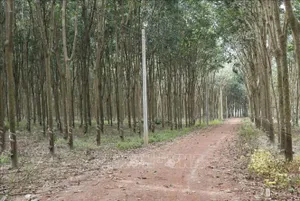 Đồng Nai sớm bàn giao mặt bằng thi công cao tốc Gia Nghĩa - Chơn Thành