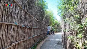 Bức tường cây xanh chắn gió trên đảo