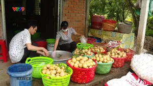 Nhộn nhịp mùa sa-pô-chê nghịch vụ