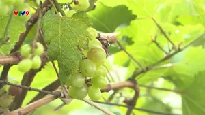 Trồng nho sạch nhờ công nghệ số