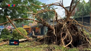 Cây xanh ngã đổ hàng loạt sau mưa lớn