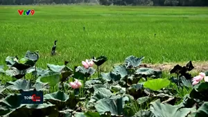 Nét đẹp Tràm Chim mùa nước nổi