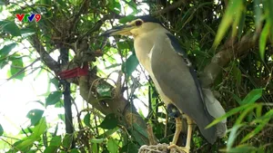 Buôn bán chim trời trên mạng xã hội
