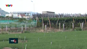 Gỡ khó giải phóng mặt bằng dự án điện hạt nhân