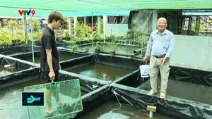 Ông già miền Tây với trại cá kiểng bạc tỷ